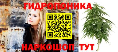 шишки Донской