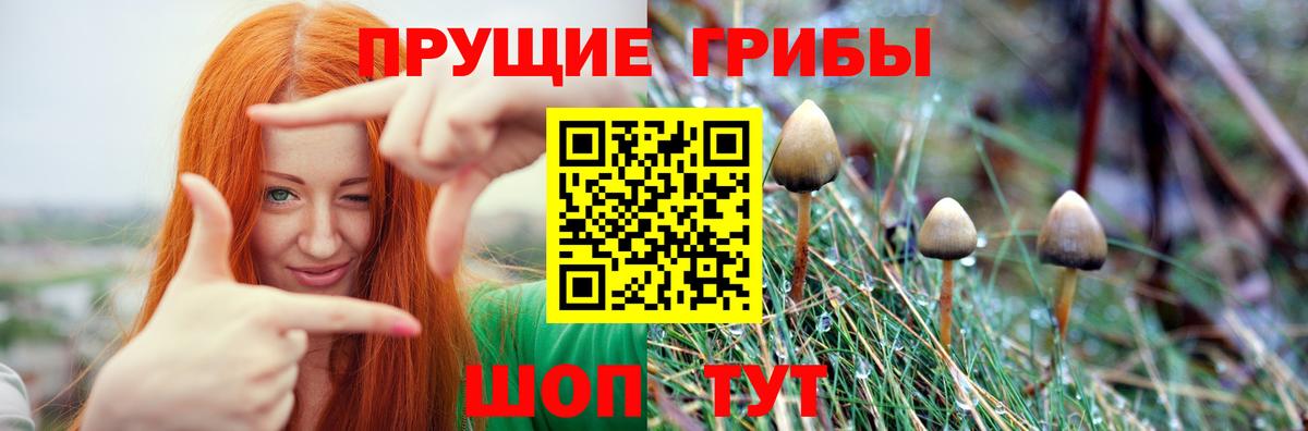 Псилоцибиновые грибы Psilocybe Корсаков